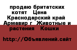 продаю бритатских котят › Цена ­ 500 - Краснодарский край, Армавир г. Животные и растения » Кошки   